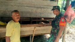 Babinsa Meunasah Tutong Dorong Kesejahteraan Peternak Sapi Lokal