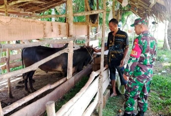 Kunjungi Peternakan Sapi, Babinsa Bueng Simek dan Warga Diskusikan Tantangan Peternakan