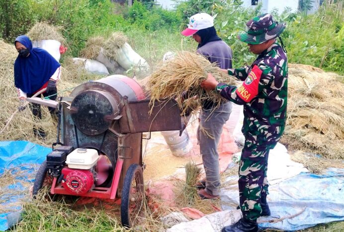 Babinsa Lamjreun Ikut Rontokan Padi, Bukti Kepedulian Kepada Petani