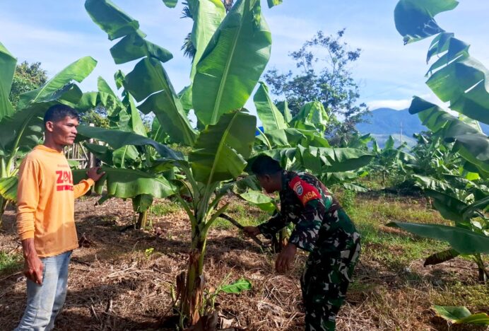 Babinsa Lambaro Tunong Dorong Ketahanan Pangan Lewat Pendampingan Perkebunan Warga