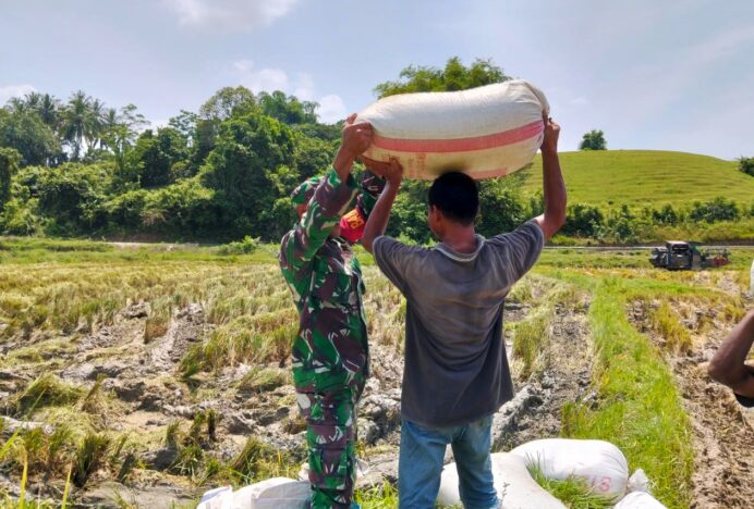 Babinsa Koramil Kuta Cot Glie Turun ke Sawah Bantu Petani Saat Panen Raya