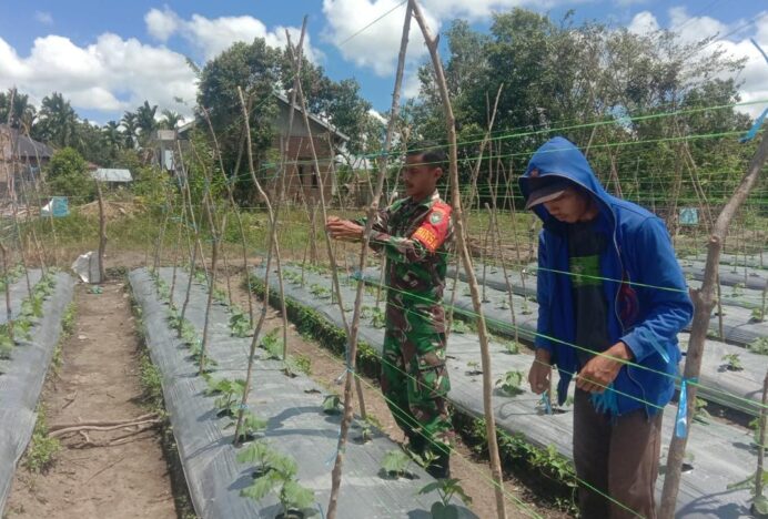 Perkuat Ketahanan Pangan, Babinsa Lamtamot Aktif Dampingi Perawatan Mentimun