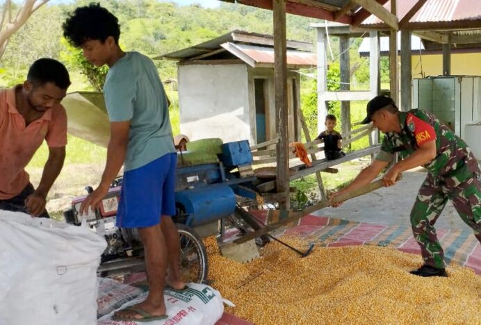Kemanunggalan TNI-Rakyat, Babinsa dan Petani Gampong Panca Rontokkan Jagung