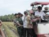 Abdya Ikut Panen Padi Serentak Nasional, Bulog Langsung Tampung Gabah Petani Rp 6.500 Per Kg