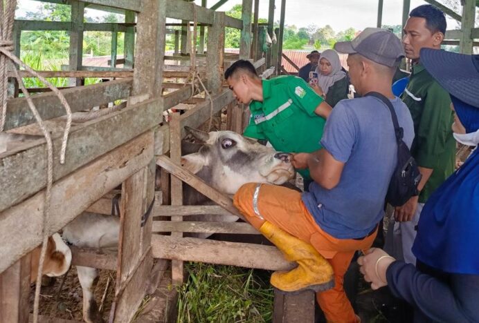 Kadistan Aceh Besar: Peternak Manfaatkan Bantaran Krueng Aceh untuk Penggemukan Sapi