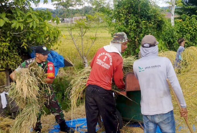 Babinsa Gampong Panca Jadi Sahabat Petani Saat Perontokan Gabah