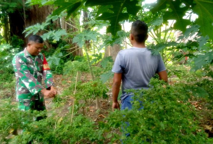 Babinsa Teudayah Koramil Kuta Malaka Bantu Panen Cabai Bersama Petani