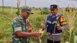 TNI-Polri Bersama Warga Panen Jagung di Aceh Besar, Bukti Nyata Dukung Swasembada Pangan