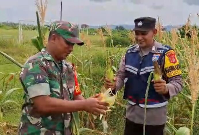 TNI-Polri Bersama Warga Panen Jagung di Aceh Besar, Bukti Nyata Dukung Swasembada Pangan