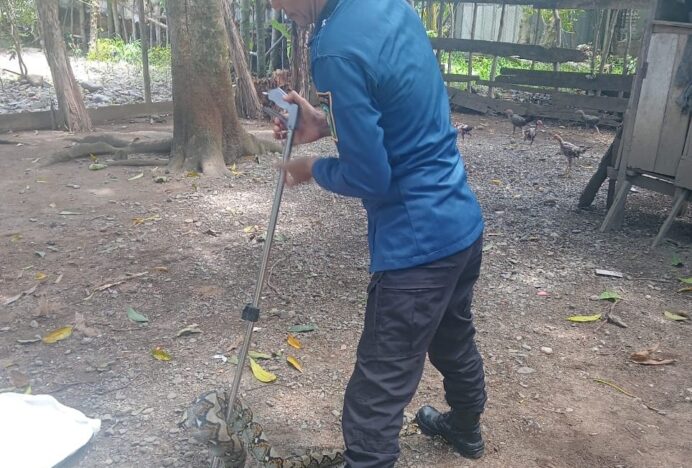 Respons Cepat BPBD Aceh Besar Evakuasi Ular Piton di Lhoong