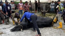 Bupati Aceh Tengah Hadiri Penyembelihan Sapi Kurban Bantuan Presiden Prabowo Subianto