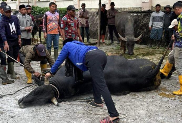 Bupati Aceh Tengah Hadiri Penyembelihan Sapi Kurban Bantuan Presiden Prabowo Subianto