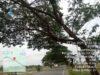 Waspada! Pohon Retak Hampir Tumbang di KM 32 Jalan Raya Lambeugak, Pengguna Jalan Diminta Ekstra Hati-Hati
