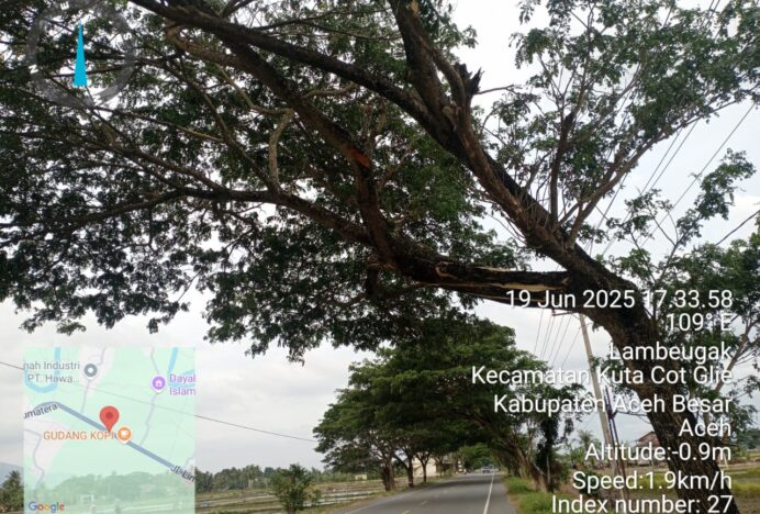 Waspada! Pohon Retak Hampir Tumbang di KM 32 Jalan Raya Lambeugak, Pengguna Jalan Diminta Ekstra Hati-Hati
