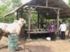 Sabang Terima Dua Ekor Sapi Qurban dari Presiden Prabowo