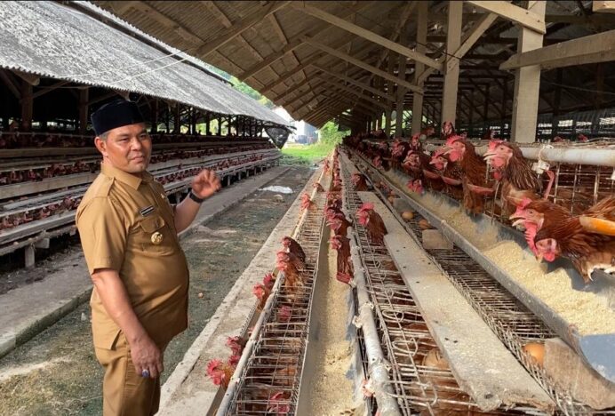 Bupati Aceh Besar Kunjungi Peternakan Ayam Petelur di Cot Suruy