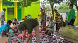 MIN 31 Aceh Besar Laksanakan Penyembelihan 2 Ekor Sapi dalam Rangka Idul Adha