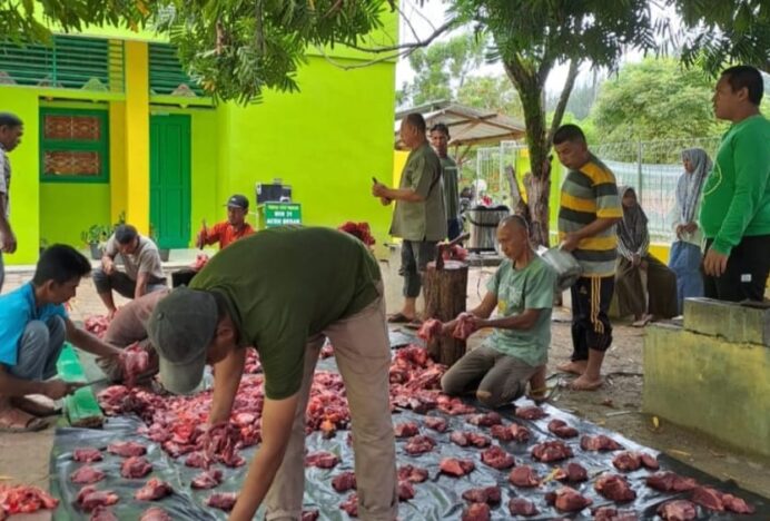 MIN 31 Aceh Besar Laksanakan Penyembelihan 2 Ekor Sapi dalam Rangka Idul Adha