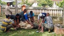 MIN 45 Aceh Besar Semarakkan Idul Adha 1446 H dengan Penyembelihan 4 Ekor Sapi Qurban