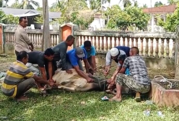 MIN 45 Aceh Besar Semarakkan Idul Adha 1446 H dengan Penyembelihan 4 Ekor Sapi Qurban