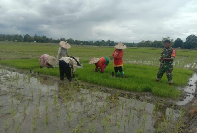 Turun ke Sawah, Babinsa Lamtamot Bantu Petani Persiapkan Tanam Padi Serentak