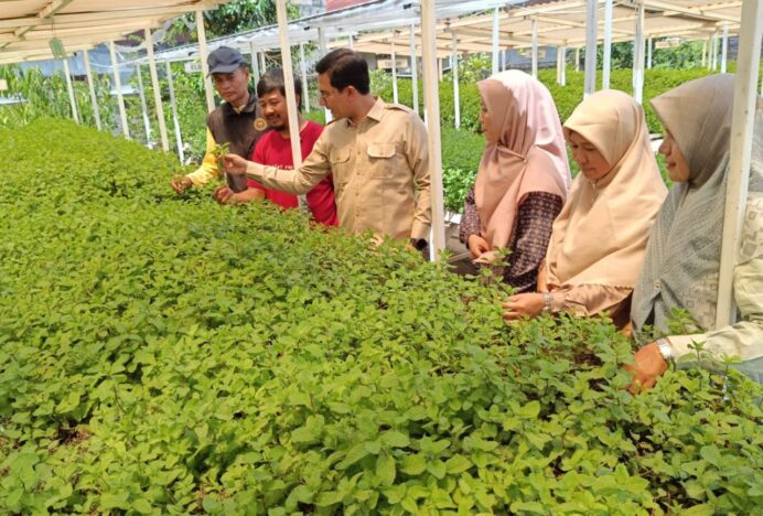 Ketua DPRK Banda Aceh Kunjungi Kebun Mint di Neusu Aceh, Dorong Galakkan Urban Farming untuk Ketahanan Pangan