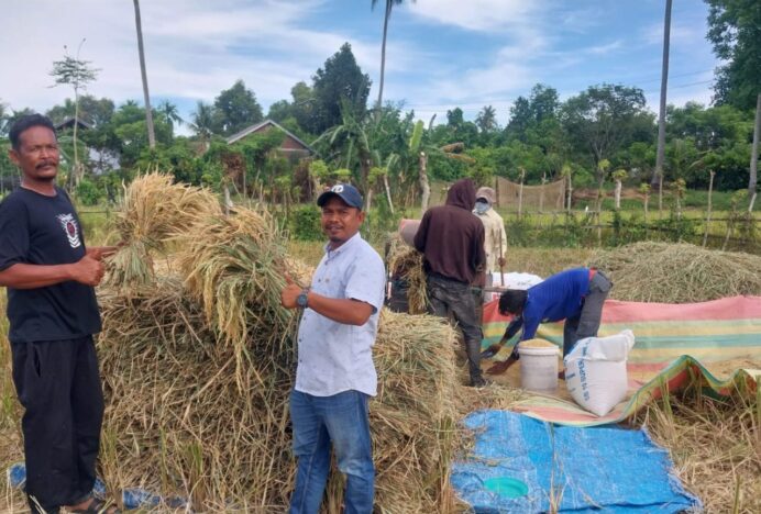 Harga Gabah Melejit di Aceh Besar, Kini Capai Rp 8.200 Per Kg