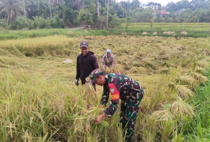 Babinsa Kuta Cot Glie Bantu Panen Padi di Maheng
