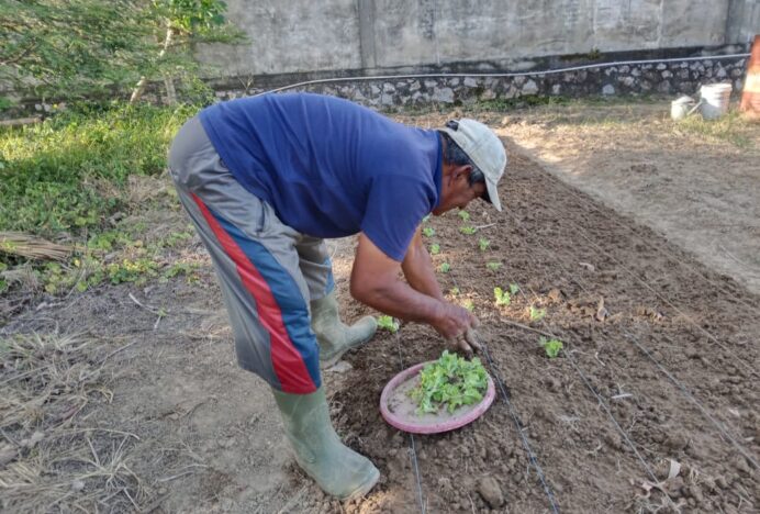 Bang Adi Petani Sayuran Siap Dukung Ketahanan Pangan