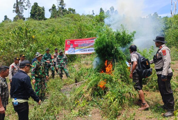 Anggota Koramil 05/Mesjid Raya Bersama Satresnarkoba Polres Aceh Besar Musnahkan Ladang Ganja di Ie Suum