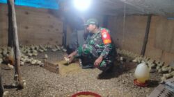 Dukung Swasembada Pangan, Babinsa Koramil 10/Peukan Bada Dampingi Peternak Ayam Lokal