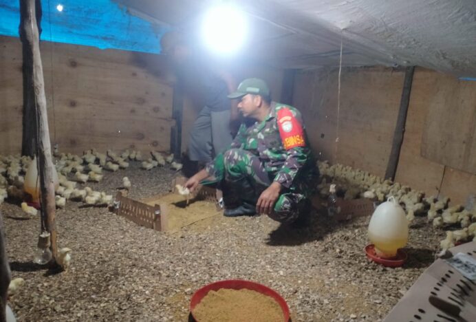 Dukung Swasembada Pangan, Babinsa Koramil 10/Peukan Bada Dampingi Peternak Ayam Lokal