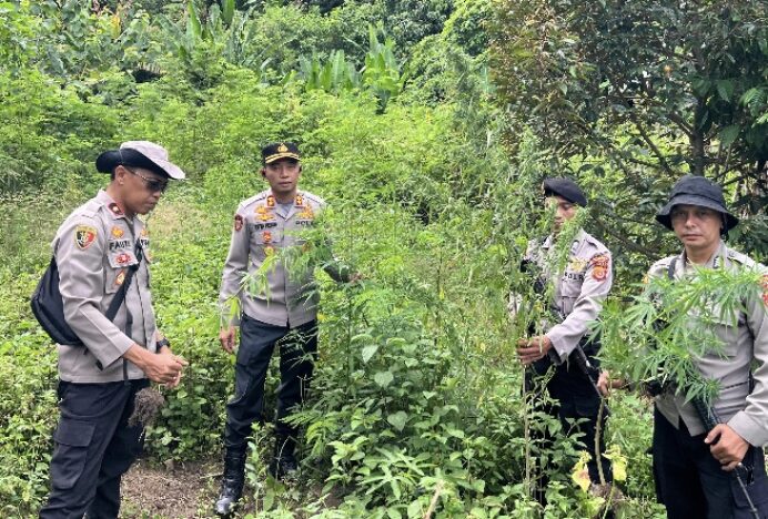 Polres Bireuen Berhasil Ungkap Kasus Narkotika, Satu Pelaku dan 154 Kg Ganja Diamankan