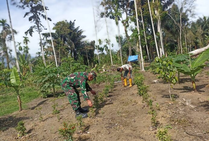 Dorong Produktivitas Pertanian, Babinsa Kuta Malaka Bantu Petani Rawat Tanaman Tumpang Sari
