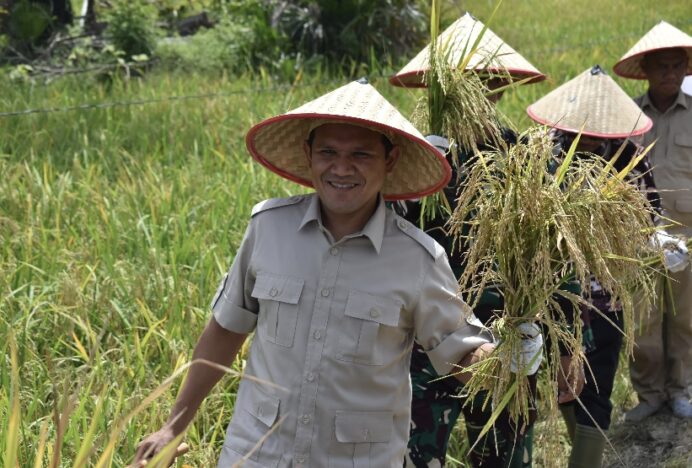 Wagub Fadhlullah Panen Padi di Aceh Tamiang, Apresiasi Hasil Panen Cepat Berkat Pupuk Inovatif