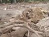 Bareskrim Usut Kasus Kayu Gelondongan Penyebab Banjir di Aceh