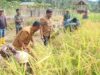 Sekda Sabang Panen Padi Gogo Bersama Petani, Ketahanan Pangan Jadi Prioritas