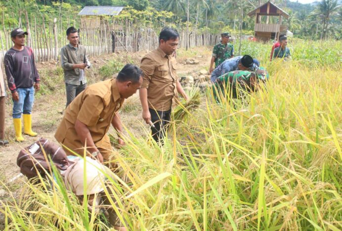 Sekda Sabang Panen Padi Gogo Bersama Petani, Ketahanan Pangan Jadi Prioritas