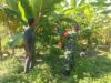 Dukung Ketahanan Pangan, Babinsa Komsos Bersama Petani Pisang di Kuta Malaka