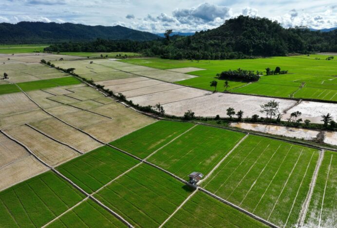 Swasembada Pangan Era Prabowo Diperkuat Aksi Nyata Daerah dan Dunia Usaha