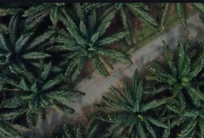 Nagan Raya Miliki Kebun Sawit Terluas di Aceh