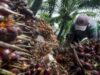 Under-invoicing, Modus Tipu-tipu Pengusaha Sawit yang Disebut Purbaya