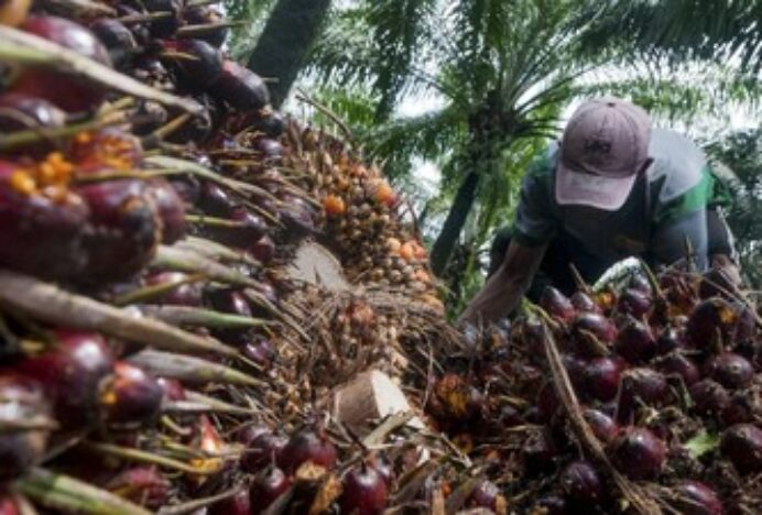 Under-invoicing, Modus Tipu-tipu Pengusaha Sawit yang Disebut Purbaya