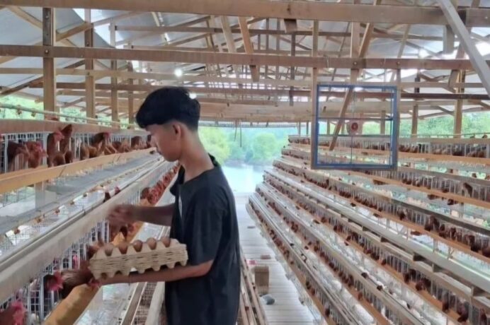 Ternak Ayam Petelur Potensi Ekonomi Aceh Tamiang Bangkit dari Bencana