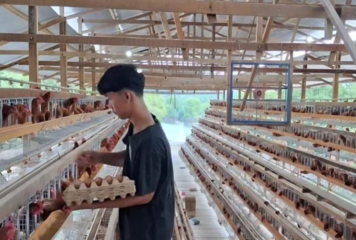 Ternak Ayam Petelur Potensi Ekonomi Aceh Tamiang Bangkit dari Bencana