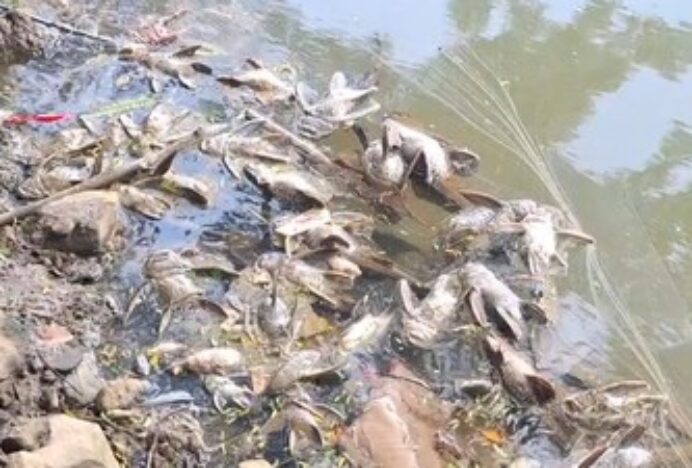 BRIN Ungkap Cemaran Kimia Cisadane Timbulkan Efek Kesehatan Kronis