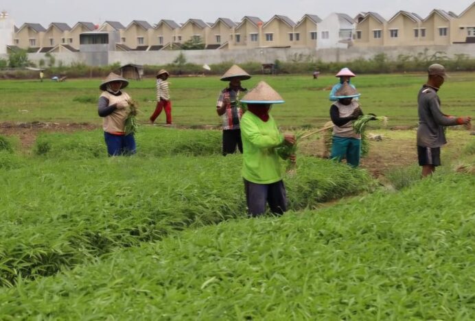 Kenapa Kangkung Jarang Jadi Menu Pasien RS? Ini Penjelasan Ahli Gizi