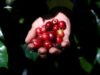 Petaka Baru Intai Negara Penghasil Kopi, Produksi Global Tertekan