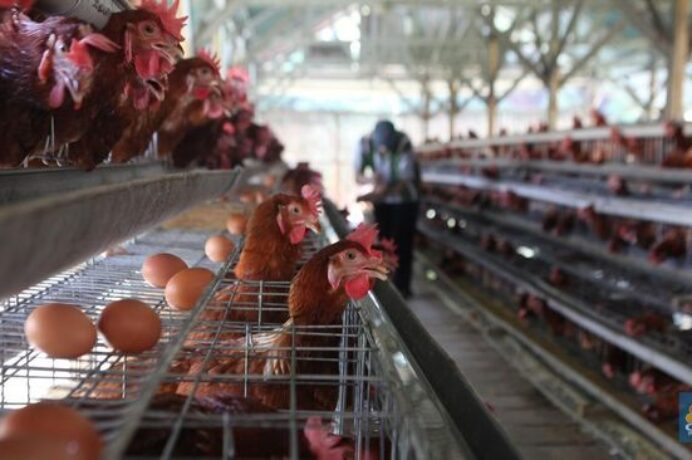 Impor Ayam AS Dibuka, Proyek Rp 20 Triliun Danantara Bisa Terdampak