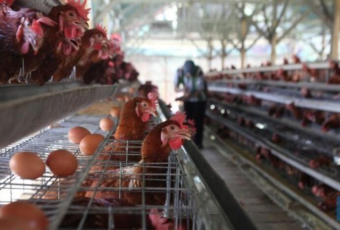 Impor Ayam AS Dibuka, Proyek Rp 20 Triliun Danantara Bisa Terdampak